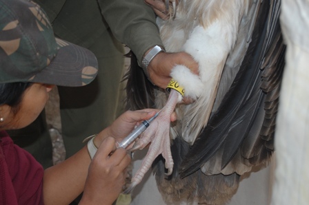 vulture blood sampling