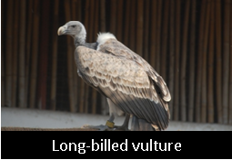 Long Billed Vulture at Breeding center