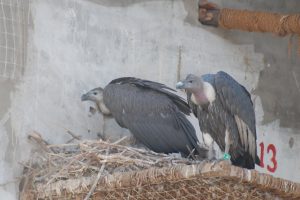 White Black Vulture Nestling on Nest
