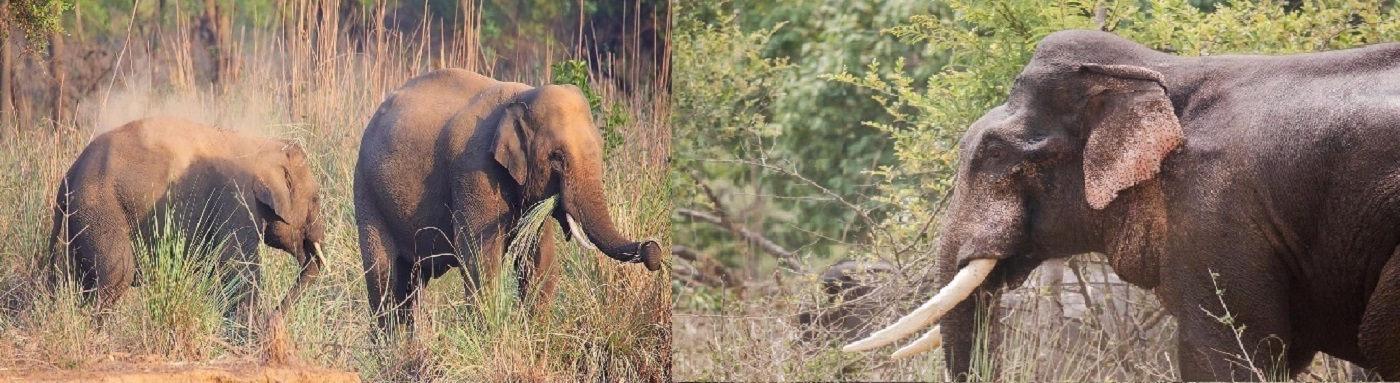 Wildlife_2