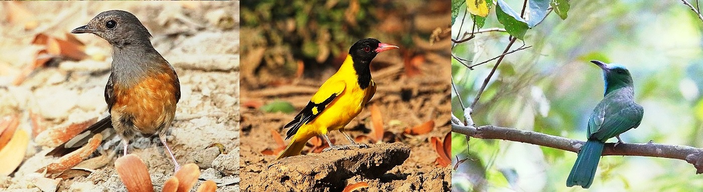 Birds