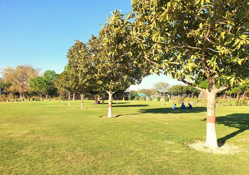 1. Identification of Plus Tree