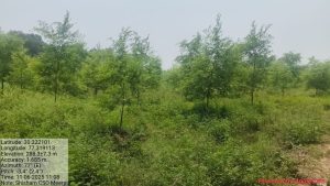 Shisham CSO Meerpur photo 1