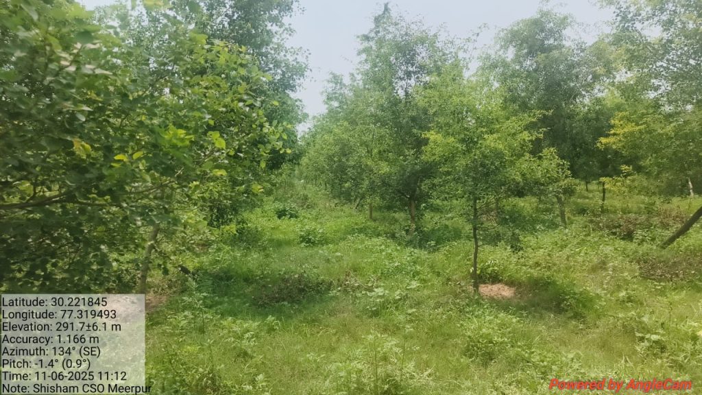Shisham CSO Meerpur photo 3