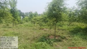 Shisham CSO Meerpur photo 4
