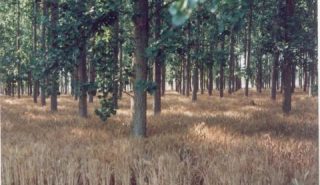 Agroforestry
