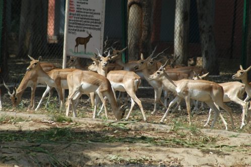 kala hiran