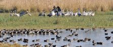 bird gathering;?>