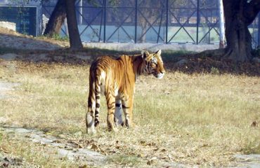 Bengal Tiger at Mini Zoo Bhiwani