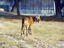 Bengal Tiger at Mini Zoo Bhiwani;?>