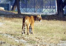 Bengal Tiger at Mini Zoo Bhiwani;?>