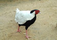 Silver Pheasant at Mini Zoo Bhiwani;?>