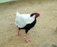 Silver Pheasant at Mini Zoo Bhiwani;?>