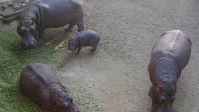 Hippopotamus at Mini Zoo Bhiwani