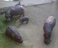 Hippopotamus at Mini Zoo Bhiwani;?>