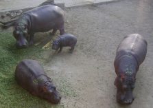 Hippopotamus at Mini Zoo Bhiwani;?>