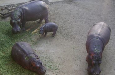 Hippopotamus at Mini Zoo Bhiwani