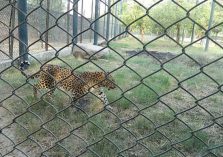 Leopard at Mini Zoo Bhiwani;?>