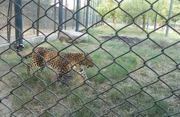 Leopard at Mini Zoo Bhiwani