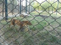 Leopard at Mini Zoo Bhiwani;?>