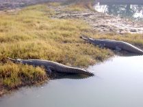 Gharial at Mini Zoo Bhiwani;?>