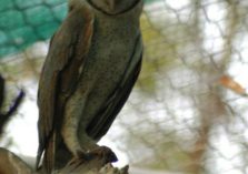 Owl at Mini Zoo Bhiwani;?>