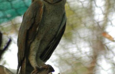 Owl at Mini Zoo Bhiwani