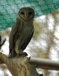 Owl at Mini Zoo Bhiwani;?>