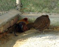 Red Jungle Fowl at Mini Zoo Bhiwani;?>