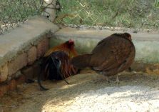 Red Jungle Fowl at Mini Zoo Bhiwani;?>