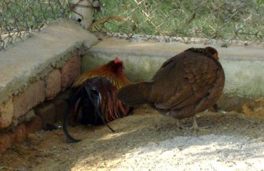 Red Jungle Fowl at Mini Zoo Bhiwani