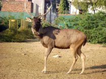 Samber at Mini Zoo Bhiwani;?>