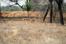 Chinkara;?>