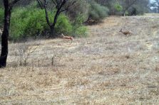 Chinkara Breeding Centre Kairu;?>