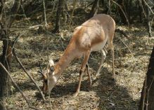 Gazella gazella;?>