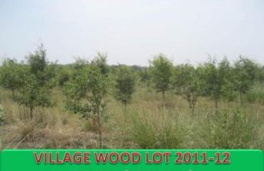 Village Wood Lot