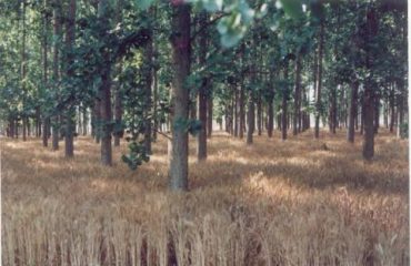 Agro Forest Haryana