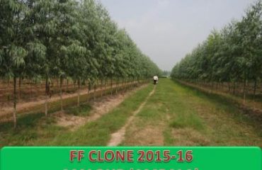 FF Clone Malour