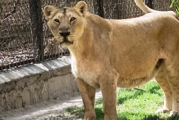 Lion