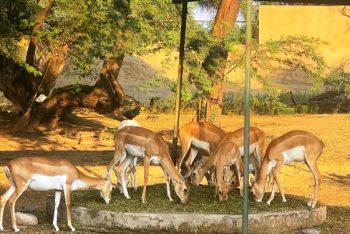Deer