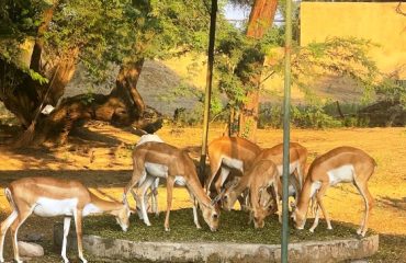 Deer
