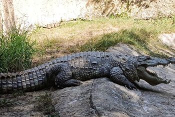 Crocodile
