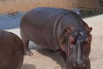 Hippopotamus