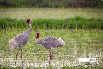 Water Birds of Haryana
