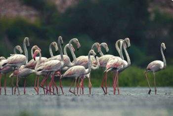 Water Birds of Haryana