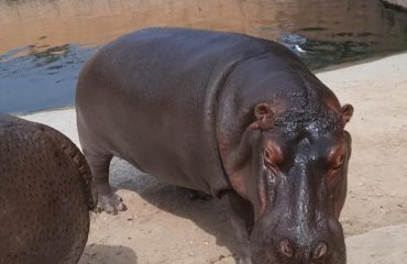 Pipli Zoo Photo 11