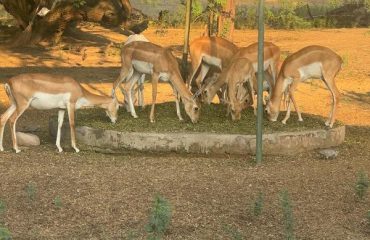 Pipli Zoo Photo 6