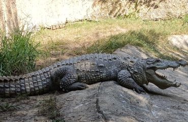 Pipli Zoo Photo 8