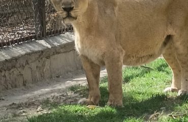 Pipli Zoo Photo 9