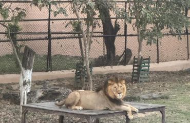 Pipli Zoo Photo 7